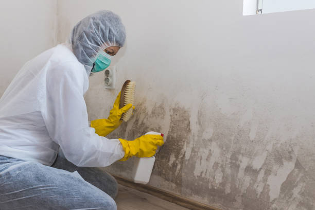 Best Mold Testing and Inspection Services in Clifton Knolls Mill Creek, NY